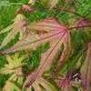 Thumbnail #3 of Acer palmatum by Todd_Boland