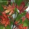Thumbnail #3 of Acer palmatum by jhayes5032