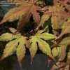 Thumbnail #5 of Acer palmatum by DaylilySLP
