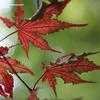 Thumbnail #2 of Acer palmatum by jhayes5032