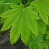 Thumbnail #2 of Acer japonicum by largosmom