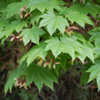 Thumbnail #3 of Acer japonicum by growin