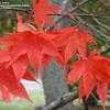 Thumbnail #2 of Acer palmatum by Todd_Boland