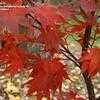 Thumbnail #3 of Acer palmatum by jhayes5032