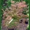 Thumbnail #5 of Acer palmatum by largosmom