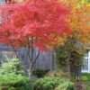 Thumbnail #4 of Acer shirasawanum by acerjap