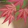 Thumbnail #3 of Acer palmatum by jhayes5032