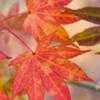 Thumbnail #4 of Acer palmatum by jhayes5032