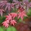 Thumbnail #2 of Acer palmatum by jhayes5032