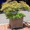 Thumbnail #1 of Acer palmatum by planter64