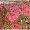 Thumbnail #3 of Acer palmatum by Shirley1md