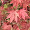 Thumbnail #5 of Acer palmatum by plantoid
