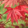 Thumbnail #4 of Acer palmatum by plantoid