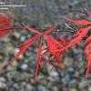 Thumbnail #3 of Acer palmatum by jhayes5032