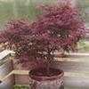 Thumbnail #4 of Acer palmatum by mystic