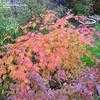 Thumbnail #5 of Acer palmatum by Todd_Boland