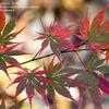 Thumbnail #2 of Acer palmatum by jhayes5032