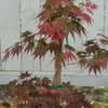 Thumbnail #4 of Acer palmatum by plantaholic186