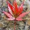 Thumbnail #2 of Acer palmatum by jhayes5032