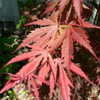 Thumbnail #5 of Acer palmatum by plantaholic186