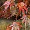 Thumbnail #3 of Acer palmatum by jhayes5032