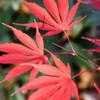 Thumbnail #5 of Acer palmatum by jhayes5032