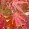 Thumbnail #4 of Acer palmatum by jhayes5032