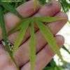 Thumbnail #3 of Acer palmatum by ladyrowan