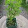 Thumbnail #1 of Acer palmatum by davesnursery