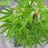 Thumbnail #2 of Acer palmatum by davesnursery