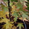 Thumbnail #3 of Acer palmatum by maplenut