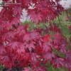Thumbnail #5 of Acer palmatum by maplenut