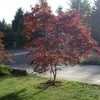 Thumbnail #3 of Acer palmatum by maplenut