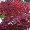 Thumbnail #4 of Acer palmatum by maplenut