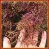 Thumbnail #2 of Acer palmatum by largosmom