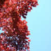 Thumbnail #2 of Acer palmatum by growin