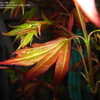 Thumbnail #2 of Acer palmatum by mrs_colla