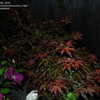 Thumbnail #5 of Acer palmatum by mrs_colla