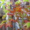 Thumbnail #3 of Acer palmatum by mrs_colla