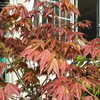Thumbnail #4 of Acer palmatum by mrs_colla