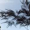 Thumbnail #4 of Acer palmatum by mattlwfowler