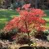 Thumbnail #3 of Acer palmatum by jhayes5032