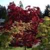 Thumbnail #3 of Acer japonicum by maplenut