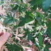 Thumbnail #2 of Acer palmatum by ineedacupoftea