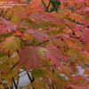 Thumbnail #2 of Acer japonicum by maplenut