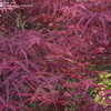 Thumbnail #2 of Acer palmatum by maplenut