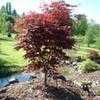 Thumbnail #3 of Acer palmatum by willmetge