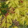 Thumbnail #3 of Acer palmatum by victorgardener