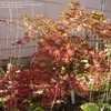 Thumbnail #5 of Acer palmatum by victorgardener
