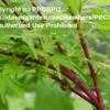 Thumbnail #1 of Acer palmatum by PPCSPC